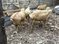 Sheep, Sheep — photo 2