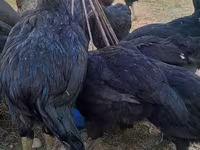 Chickens — foto 8