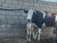 بقرة, Simmental cattle — الصورة 3