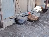 Chickens — photo 1