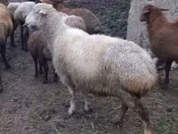نعجة, Merino sheep — الصورة 2