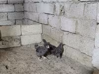 Chickens — photo 2