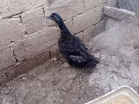Ducks — foto 2