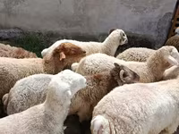 Sheep (batch, sex not specified), Sheep — photo 4