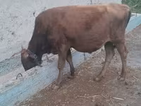 公牛, Cattle — 照片 1