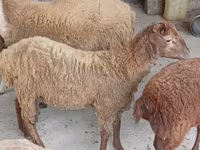 كبش, الأغنام — الصورة 5