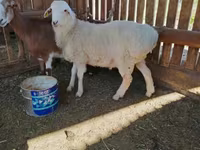Beran, Kazakh fat-tailed coarsewool sheep — foto 1