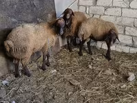 Qoç, Qoyunlar — foto 2