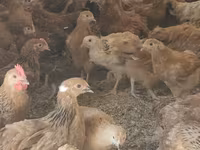 Chickens — photo 6