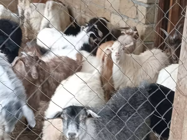 山羊（批次，未指定性别）, Goats — 阿塞拜疆