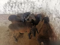 भेड़ें (लॉट, लिंग निर्दिष्ट नहीं), भेड़ — फ़ोटो 2