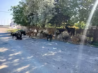 Sheep, Sheep — photo 2