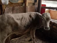 Cattle (batch, sex not specified), Cattle — photo 3
