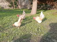 सेरामा — फ़ोटो 4