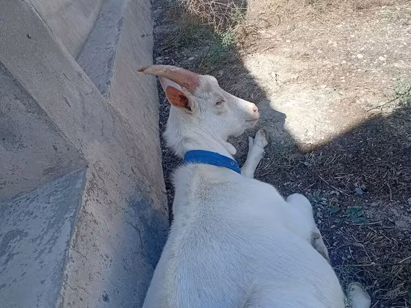 Keçi, Saanen goat
