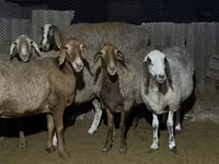 Qoʻy, Arashan sheep — 5-rasm