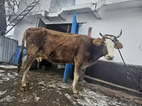 Krowa, Bydło — zdjęcie 2