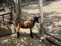 Billy Goat, Alpine goat — photo 3