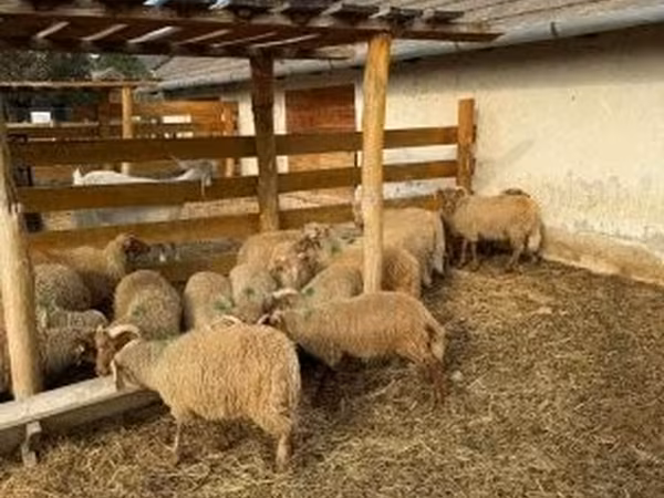 Ovce (šarže, pohlaví neuvedeno), Ovce