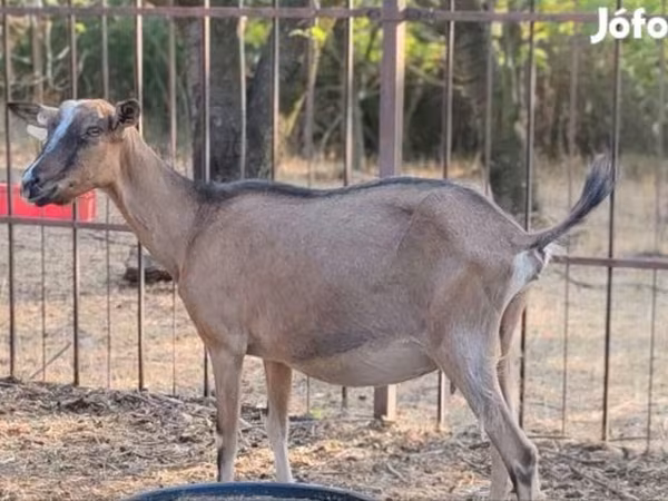 Koza, Alpine goat