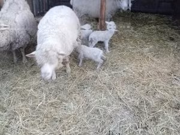 母羊, Merino sheep
