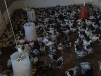 Chickens — photo 2