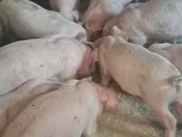 Eber, Schweine — Foto 2
