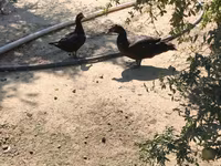 Ducks — Foto 8