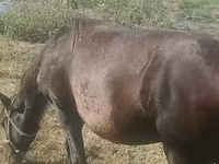 Madyan, Azerbaijan horse — foto 4