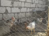 Chickens — photo 2