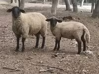 Qoʻchqor, White Suffolk sheep — 1-rasm