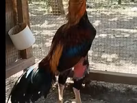 Chickens — foto 3