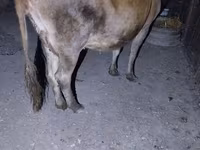 Cow, Cattle — photo 4