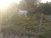 At, Azerbaijan horse — foto 3