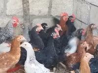 Chickens — 照片 2