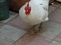 Australorp — foto 4