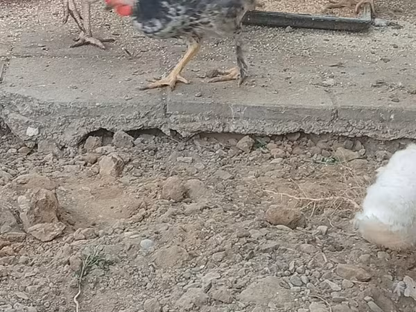 Chickens