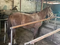 Horse (M), Horses — photo 3