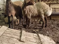 Oveja, Ovejas — foto 1