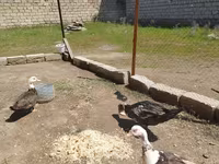 Ev Muskovisi — foto 1