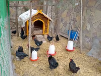 Chickens — photo 5