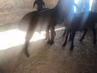 公羊, Sheep — 照片 1