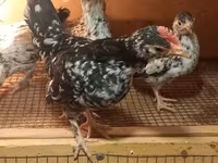 Yapon Bantam — foto 4