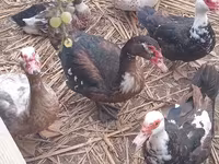 Ducks — Foto 2