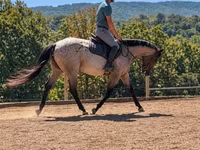 Cavalo, Quarter Horse — foto 7