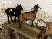 Cabro, Nubian Goat — foto 5