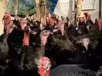 Turkeys — foto 1