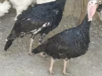 Turkeys — foto 3