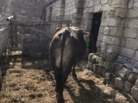 İnək, Mal-qara — foto 6