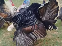 Turkeys — фото 1